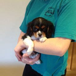 manila spaniel|Cavalier King Charles Spaniel in the Philippines .